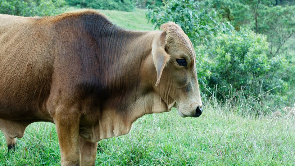 El sector primario -la ganadería- es parte de los sectores de la economía Latinoaméricana